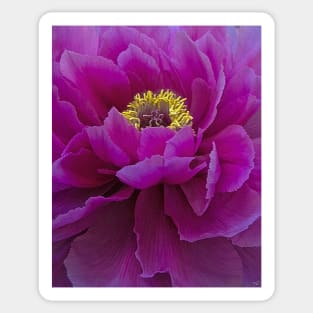 Dark Magenta Peony Sticker